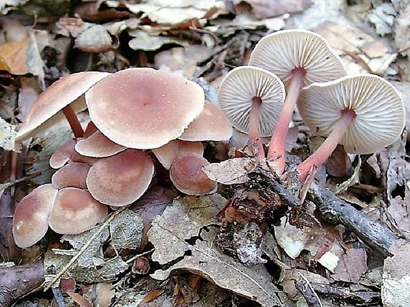 118 Da determinare bosco misto di latifoglia 530 m s.l.m Buon Ferragosto